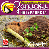 Обложка: Коллектив авторов. «Рассказы классиков о животных. Бобры»